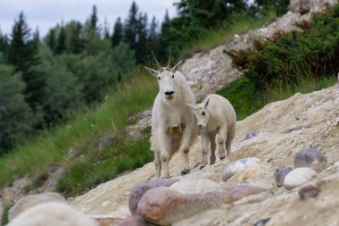 Anne Dağ Keçisi ve çocuğu Jasper Ulusal Parkı, Alberta, Kanada.