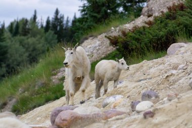 Anne Dağ Keçisi ve çocuğu Jasper Ulusal Parkı, Alberta, Kanada.