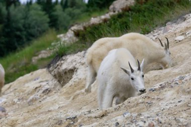 Anne Dağ Keçisi ve çocuğu Jasper Ulusal Parkı, Alberta, Kanada.