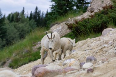 Anne Dağ Keçisi ve çocuğu Jasper Ulusal Parkı, Alberta, Kanada.