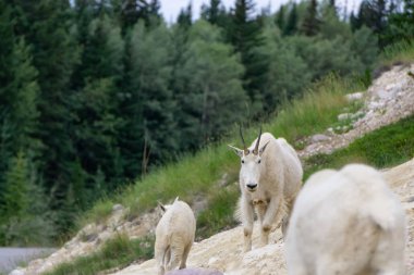 Anne Dağ Keçisi ve çocuğu Jasper Ulusal Parkı, Alberta, Kanada.