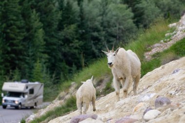 Anne Dağ Keçisi ve çocuğu Jasper Ulusal Parkı, Alberta, Kanada.
