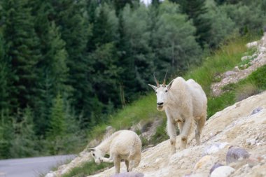 Anne Dağ Keçisi ve çocuğu Jasper Ulusal Parkı, Alberta, Kanada.