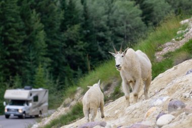Anne Dağ Keçisi ve çocuğu Jasper Ulusal Parkı, Alberta, Kanada.