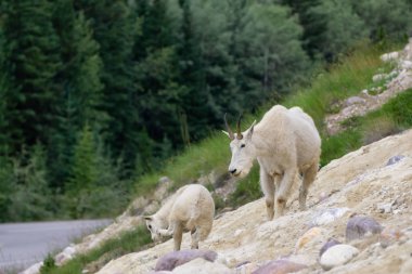 Anne Dağ Keçisi ve çocuğu Jasper Ulusal Parkı, Alberta, Kanada.