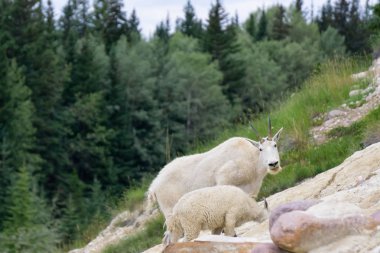 Anne Dağ Keçisi ve çocuğu Jasper Ulusal Parkı, Alberta, Kanada.