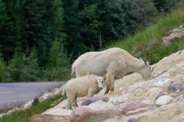 Anne Dağ Keçisi ve çocuğu Jasper Ulusal Parkı, Alberta, Kanada.