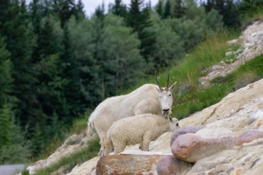 Anne Dağ Keçisi ve çocuğu Jasper Ulusal Parkı, Alberta, Kanada.