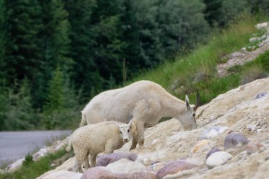 Anne Dağ Keçisi ve çocuğu Jasper Ulusal Parkı, Alberta, Kanada.
