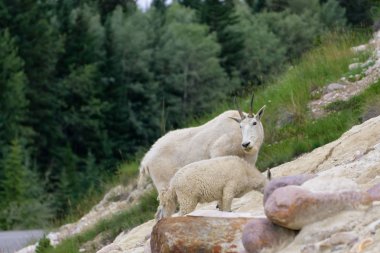 Anne Dağ Keçisi ve çocuğu Jasper Ulusal Parkı, Alberta, Kanada.
