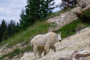 Anne Dağ Keçisi ve çocuğu Jasper Ulusal Parkı, Alberta, Kanada.
