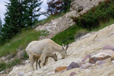 Anne Dağ Keçisi ve çocuğu Jasper Ulusal Parkı, Alberta, Kanada.