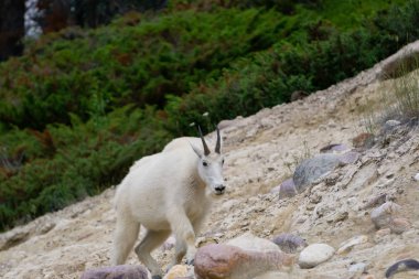 Jasper Ulusal Parkı'ndaki Dağ Keçisi, Alberta, Kanada.