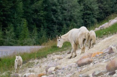 Anne Dağ Keçisi ve çocuğu Jasper Ulusal Parkı, Alberta, Kanada.