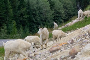 Anne Dağ Keçisi ve çocuğu Jasper Ulusal Parkı, Alberta, Kanada.