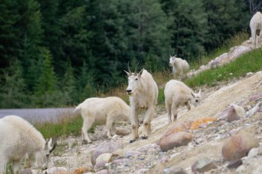Anne Dağ Keçisi ve çocuğu Jasper Ulusal Parkı, Alberta, Kanada.