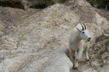 Anne Dağ Keçisi ve çocuğu Jasper Ulusal Parkı, Alberta, Kanada.