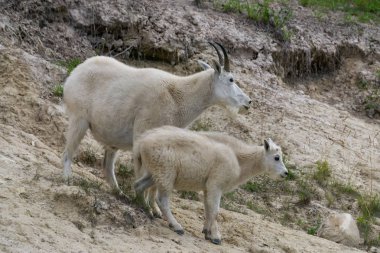 Anne Dağ Keçisi ve çocuğu Jasper Ulusal Parkı, Alberta, Kanada.