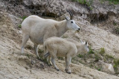 Anne Dağ Keçisi ve çocuğu Jasper Ulusal Parkı, Alberta, Kanada.