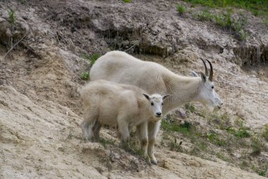 Anne Dağ Keçisi ve çocuğu Jasper Ulusal Parkı, Alberta, Kanada.
