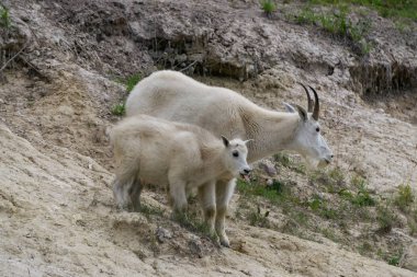 Anne Dağ Keçisi ve çocuğu Jasper Ulusal Parkı, Alberta, Kanada.