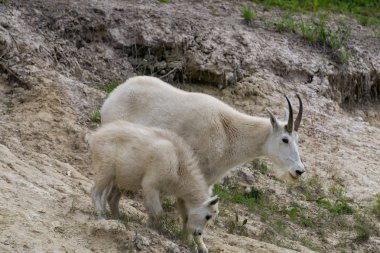Anne Dağ Keçisi ve çocuğu Jasper Ulusal Parkı, Alberta, Kanada.