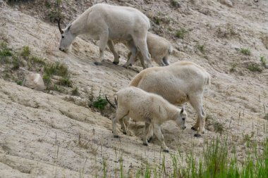 Anne Dağ Keçisi ve çocuğu Jasper Ulusal Parkı, Alberta, Kanada.