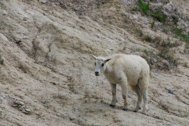 Jasper Ulusal Parkı'ndaki Genç Dağ Keçisi, Alberta, Kanada.