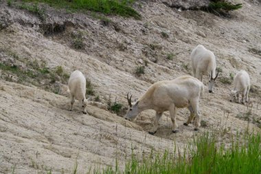 Anne Dağ Keçisi ve çocuğu Jasper Ulusal Parkı, Alberta, Kanada.
