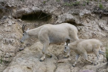 Anne Dağ Keçisi ve çocuğu Jasper Ulusal Parkı, Alberta, Kanada.
