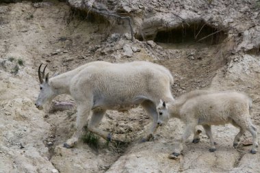Anne Dağ Keçisi ve çocuğu Jasper Ulusal Parkı, Alberta, Kanada.
