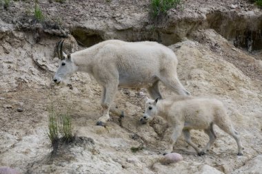 Anne Dağ Keçisi ve çocuğu Jasper Ulusal Parkı, Alberta, Kanada.