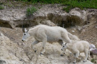 Anne Dağ Keçisi ve çocuğu Jasper Ulusal Parkı, Alberta, Kanada.