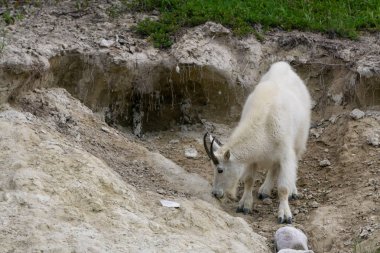 Anne Dağ Keçisi ve çocuğu Jasper Ulusal Parkı, Alberta, Kanada.