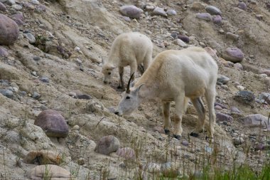 Anne Dağ Keçisi ve çocuğu Jasper Ulusal Parkı, Alberta, Kanada.