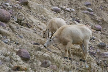 Anne Dağ Keçisi ve çocuğu Jasper Ulusal Parkı, Alberta, Kanada.