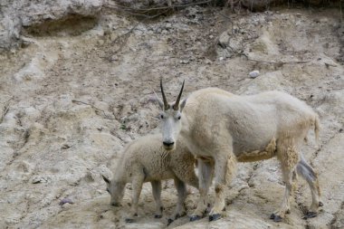 Anne Dağ Keçisi ve çocuğu Jasper Ulusal Parkı, Alberta, Kanada.