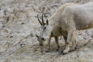 Anne Dağ Keçisi ve çocuğu Jasper Ulusal Parkı, Alberta, Kanada.