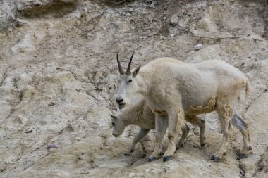 Anne Dağ Keçisi ve çocuğu Jasper Ulusal Parkı, Alberta, Kanada.