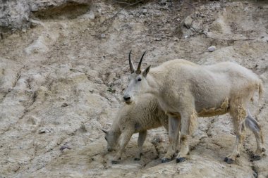 Anne Dağ Keçisi ve çocuğu Jasper Ulusal Parkı, Alberta, Kanada.