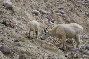 Anne Dağ Keçisi ve çocuğu Jasper Ulusal Parkı, Alberta, Kanada.