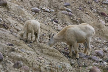 Anne Dağ Keçisi ve çocuğu Jasper Ulusal Parkı, Alberta, Kanada.