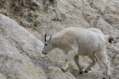 Jasper Ulusal Parkı'ndaki Dağ Keçisi, Alberta, Kanada.