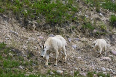 Anne Dağ Keçisi ve çocuğu Jasper Ulusal Parkı, Alberta, Kanada.