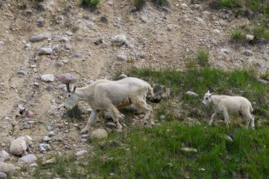 Anne Dağ Keçisi ve çocuğu Jasper Ulusal Parkı, Alberta, Kanada.
