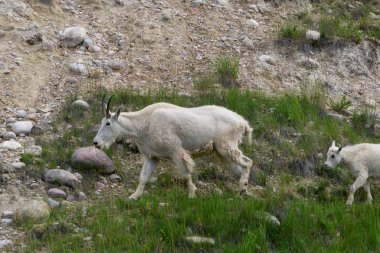 Anne Dağ Keçisi ve çocuğu Jasper Ulusal Parkı, Alberta, Kanada.