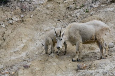 Anne Dağ Keçisi ve çocuğu Jasper Ulusal Parkı, Alberta, Kanada.