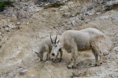 Anne Dağ Keçisi ve çocuğu Jasper Ulusal Parkı, Alberta, Kanada.