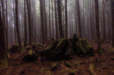 Juan de Fuca Trail bir sisli ve yağmurlu yaz günü boyunca ormanda. Port Renfrew yakınlarında çekilen Vancouver Adası, Bc, Kanada.