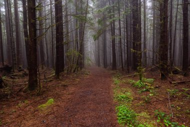 Juan de Fuca Trail bir sisli ve yağmurlu yaz günü boyunca ormanda. Port Renfrew yakınlarında çekilen Vancouver Adası, Bc, Kanada.